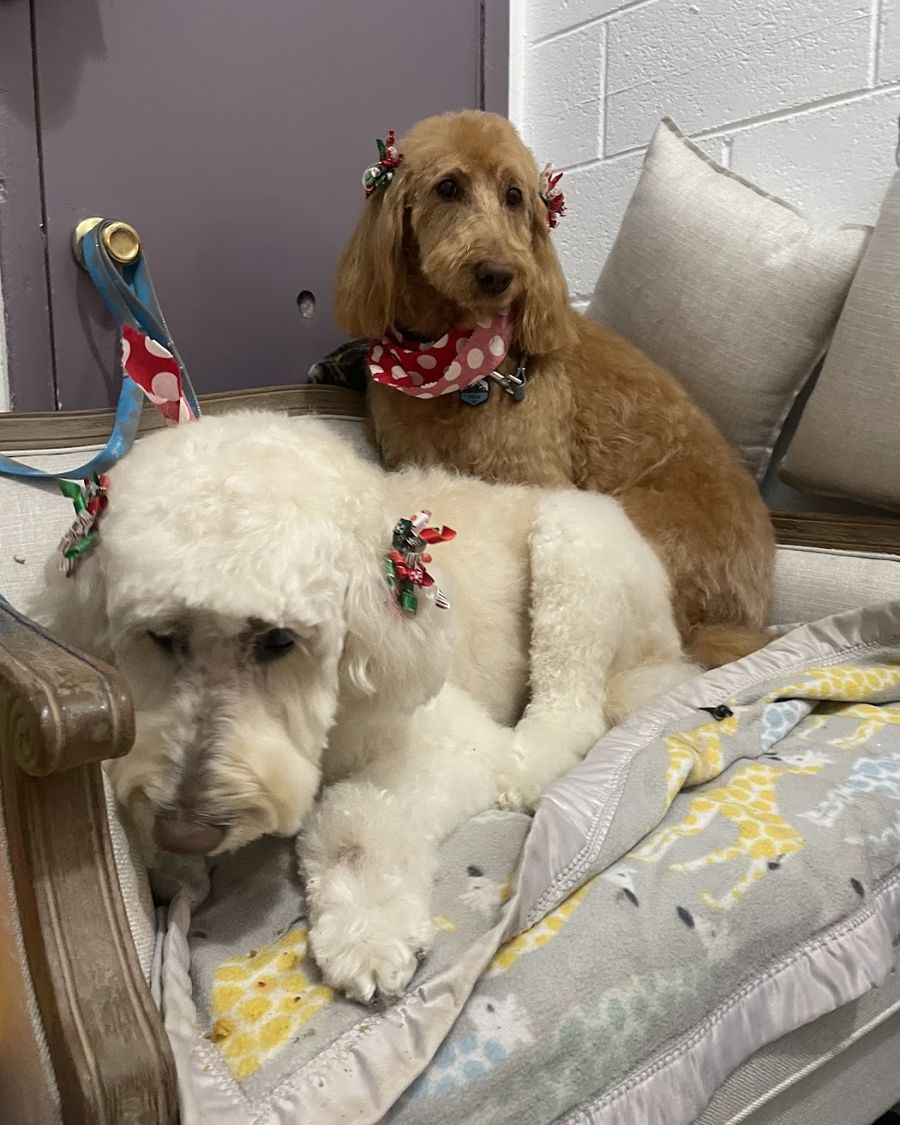 Two freshly groomed doodles on the lobby couch