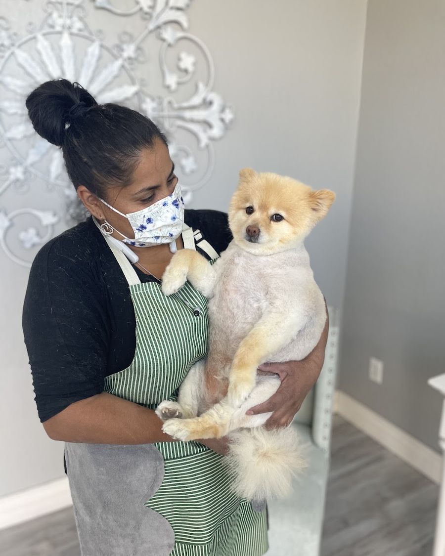 A groomer holding a fluffy pomeranian