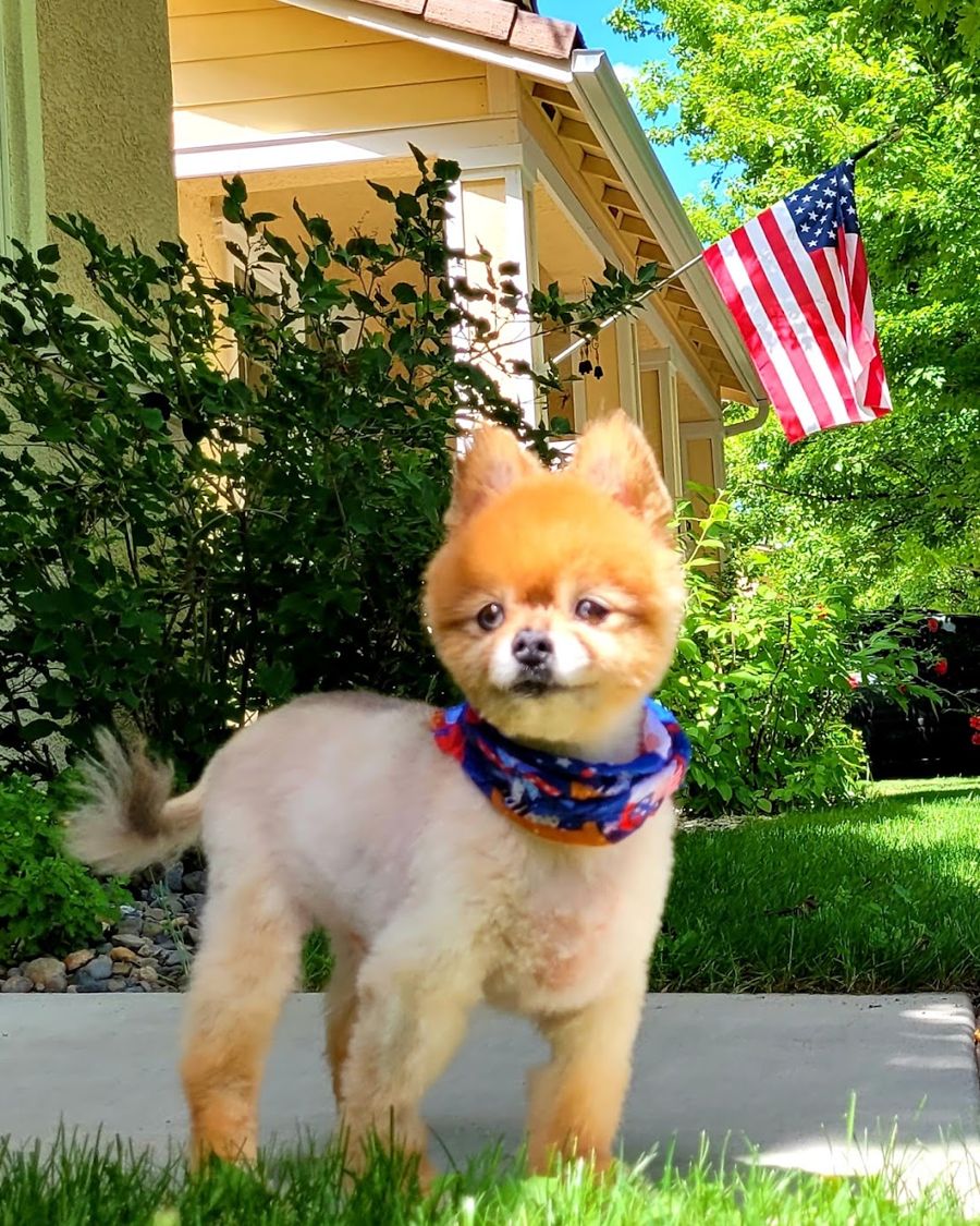 A pomeranian after a fresh trim