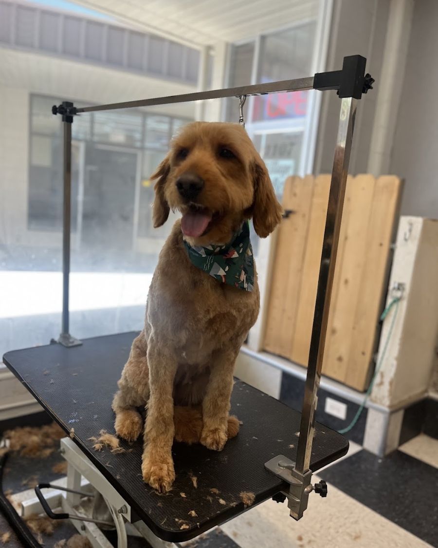 A doodle on the grooming table