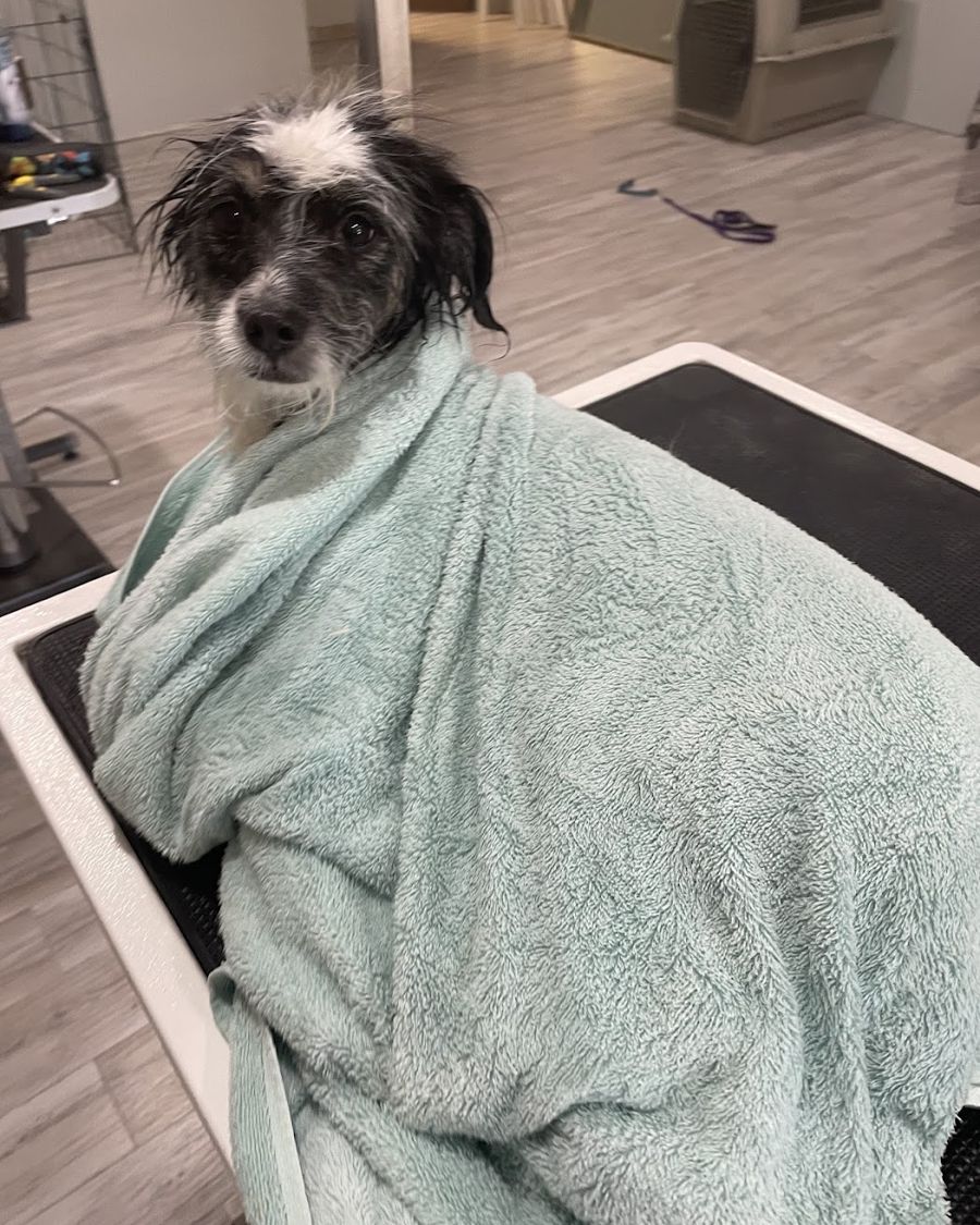 A pup wrapped in a towel after a bath